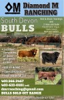 Diamond M RANCHING  South Devon Bulls
