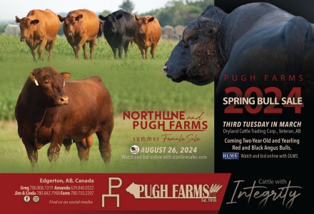 Pugh Farms 2024 Spring Bull Sale