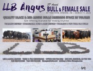 LLB ANGUS 37th Annual BULL & FEMALE SALE