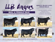 38th Annual Bull & Female Sale